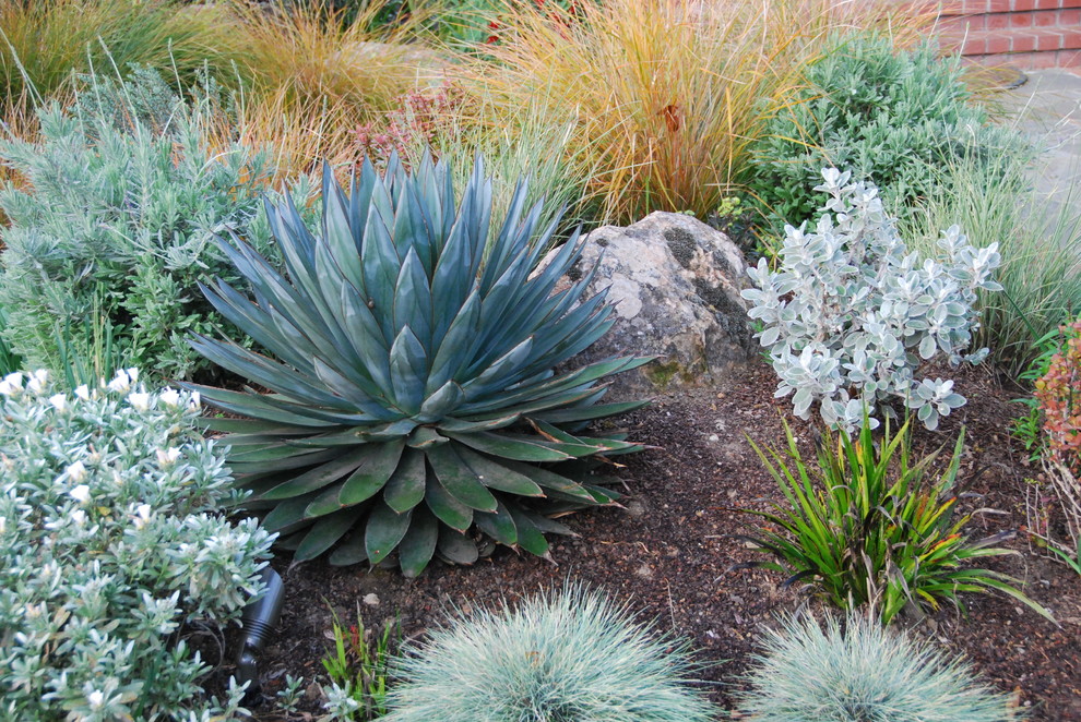 Boulders and a specimen Agave 'Blue Glow' anchor a berm planted with