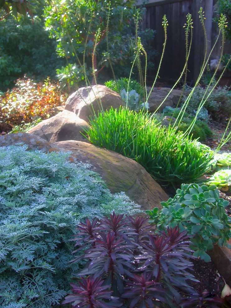 Kleiner, Halbschattiger Mediterraner Garten mit Betonboden in San Francisco
