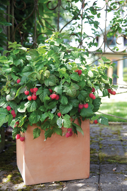 Come Coltivare i Frutti di Bosco in Balcone o nell'Orto?