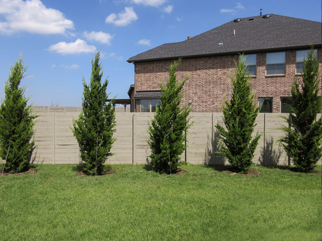 Brodie Eastern Red Cedar Landscape Dallas by Treeland