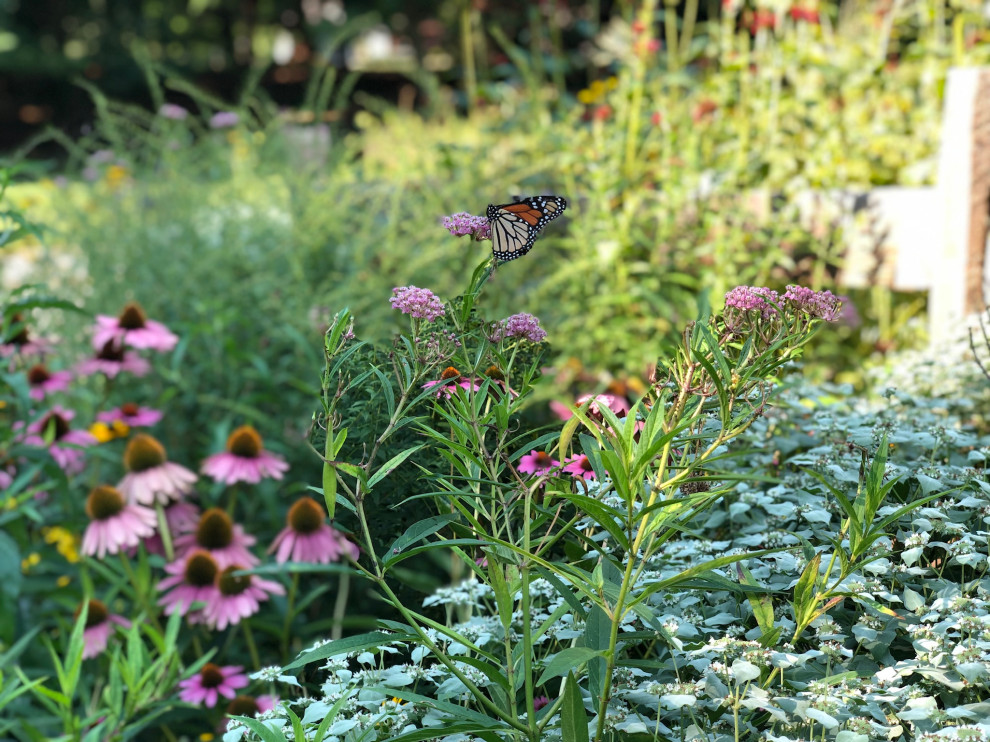 Bryn Mawr, PA Meadow Design/Install Traditional Landscape