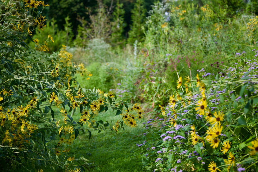 Bryn Mawr, PA Native Meadow Design/Install Rustic Landscape