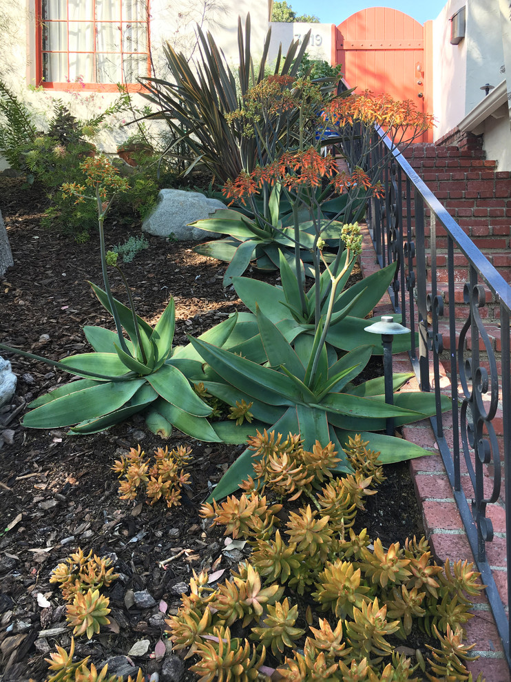 Small mediterranean front xeriscape fully shaded garden for winter in Los Angeles with mulch.
