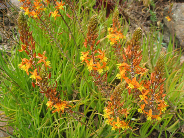 bulbine frutescens