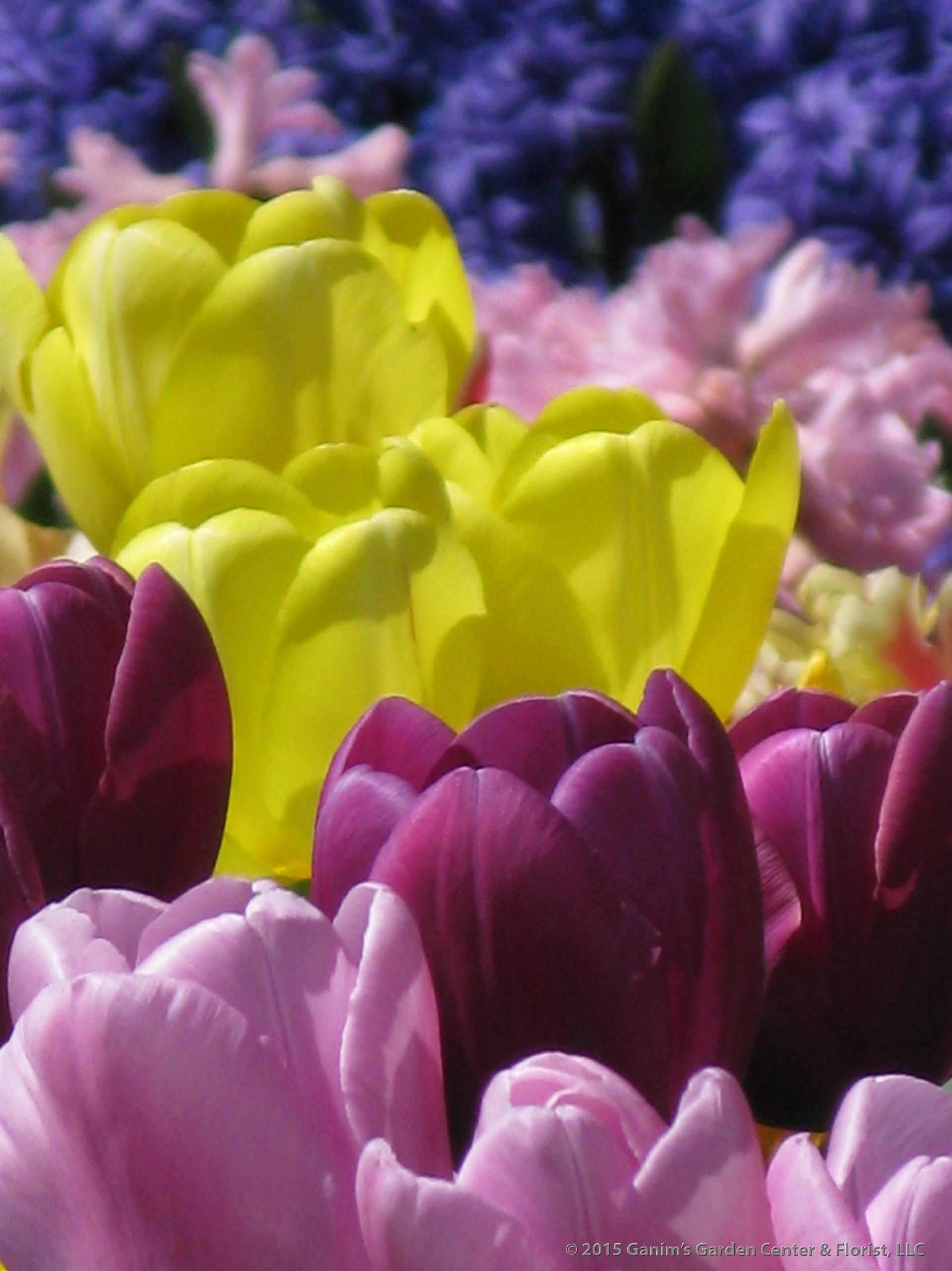 Луковичные цветы: виды, уход за луковичными цветами: когда и как сажать,когда выкапывать, как сохранить луковицы до весны