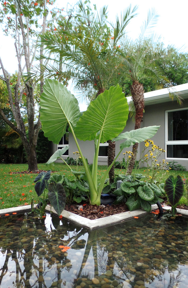Imagen de acceso privado tropical de tamaño medio en patio delantero con estanque, exposición total al sol y gravilla
