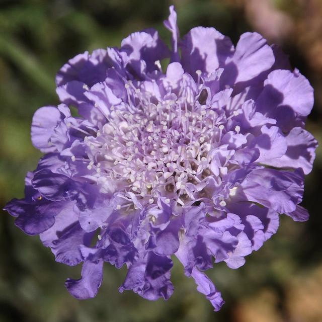 Butterfly blue pincushion Traditional Garden San Francisco Houzz UK