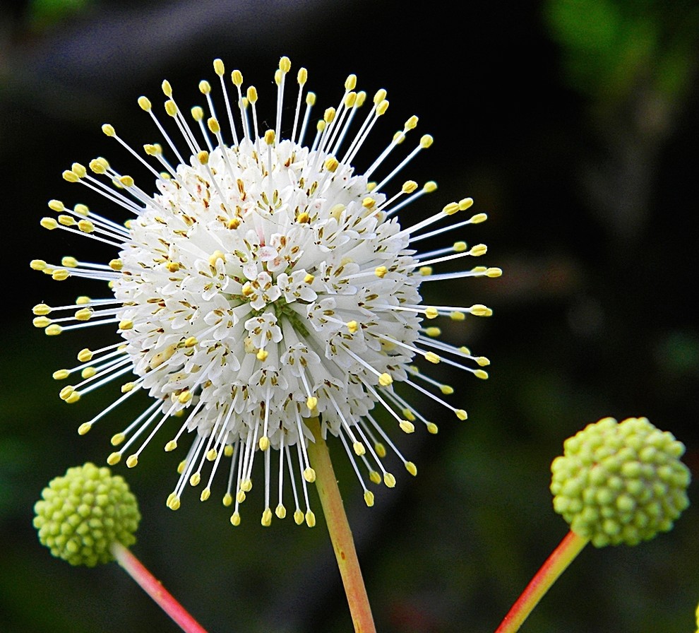 Blutenkugeln Mit Honigduft Die Knopfblume Cephalantus Occidentalis