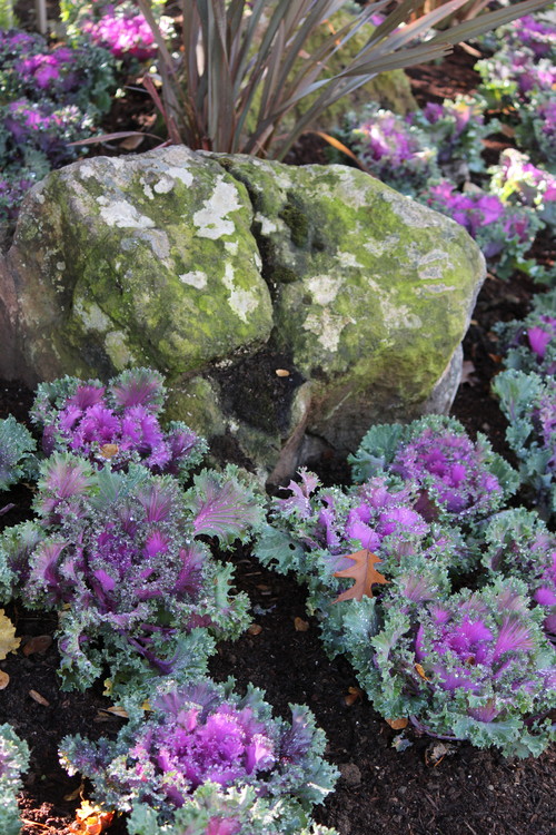 冬の庭を彩るおすすめの花8選 Houzz ハウズ