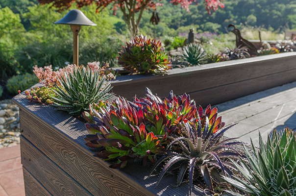 Design ideas for a mid-sized transitional drought-tolerant and full sun backyard landscaping in San Francisco with decking.