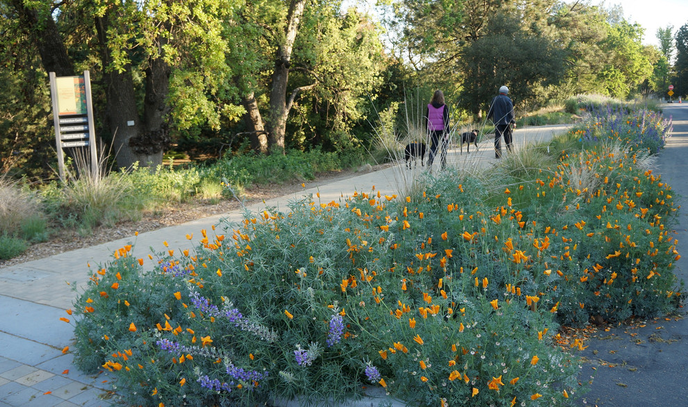 California Native Plant Garden Mediterranean Landscape Sacramento by UC Davis Arboretum