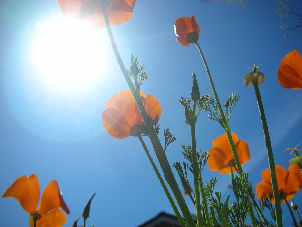 California Native Plants Traditional Landscape San Francisco by Mauby Landscape Service