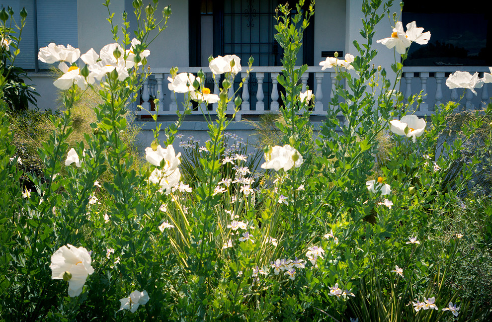 Foto di un piccolo giardino xeriscape minimal davanti casa