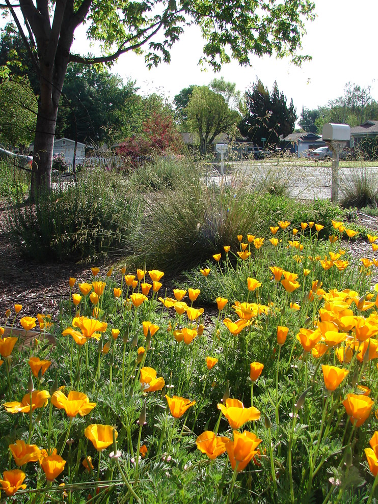 Kleiner, Halbschattiger Moderner Vorgarten in Sacramento