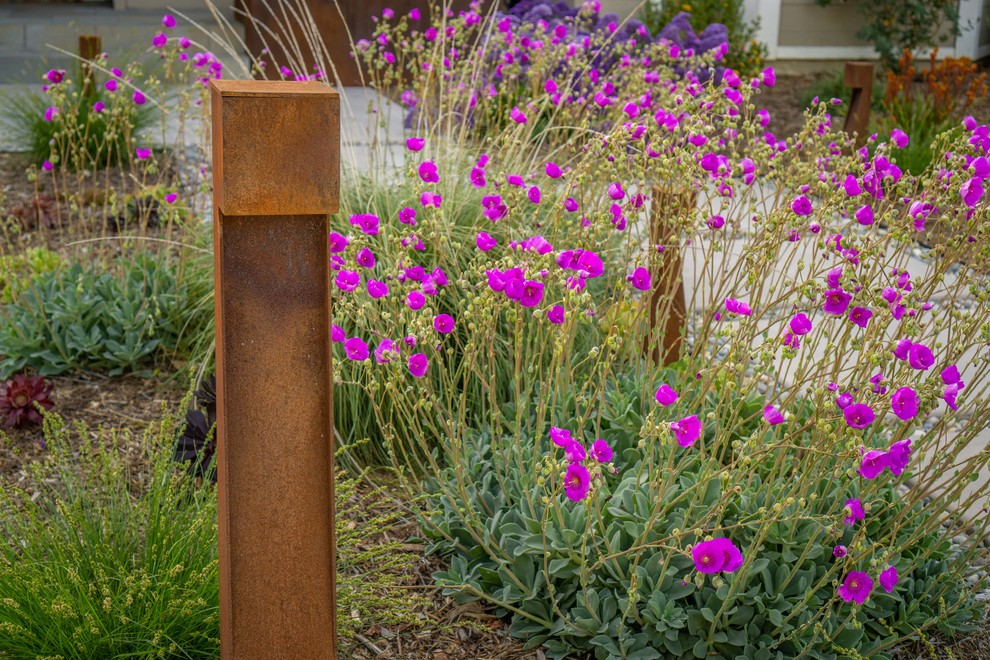 Campbell Front Yard Xeriscape Modern Landscape San Francisco by