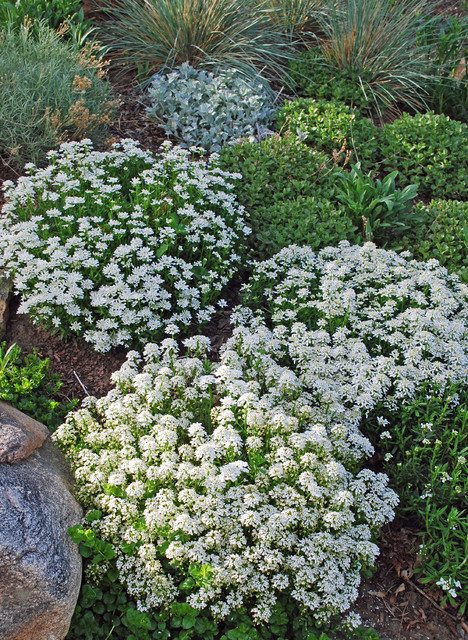 Image of Evergreen candytuft companion plants
