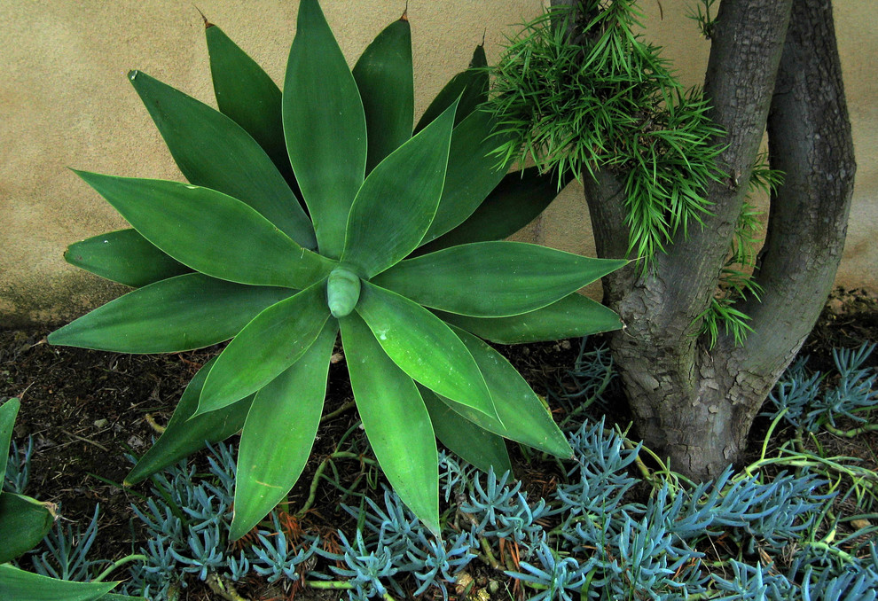 This is an example of a small tropical drought-tolerant and full sun backyard mulch landscaping in Los Angeles.