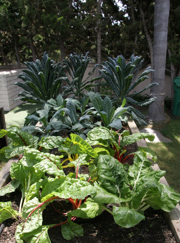 Ispirazione per un piccolo orto in giardino moderno esposto in pieno sole nel cortile laterale