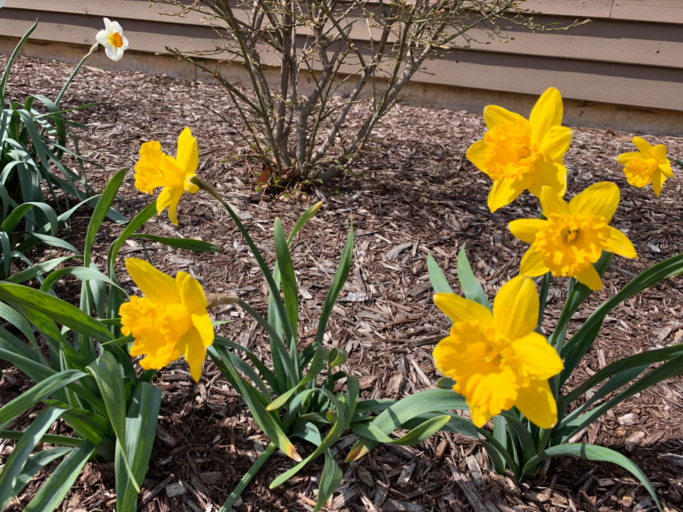 Mittelgroßer, Halbschattiger Klassischer Garten im Frühling mit Blumenbeet in Chicago