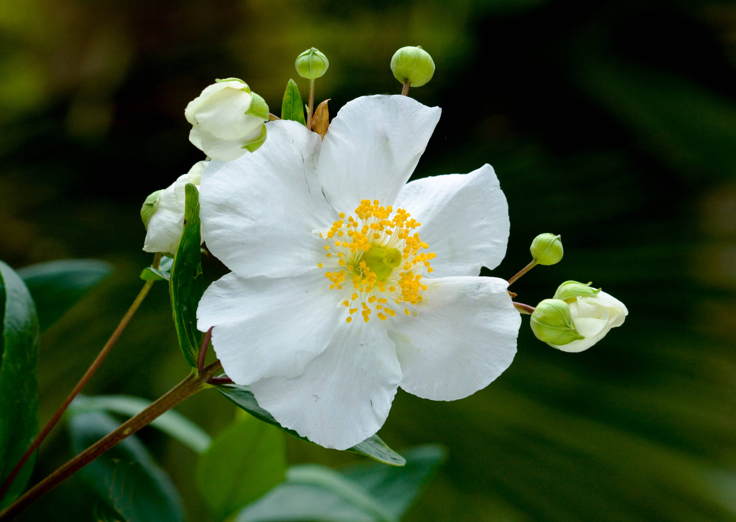 20 White Flowers to Illuminate Your Garden