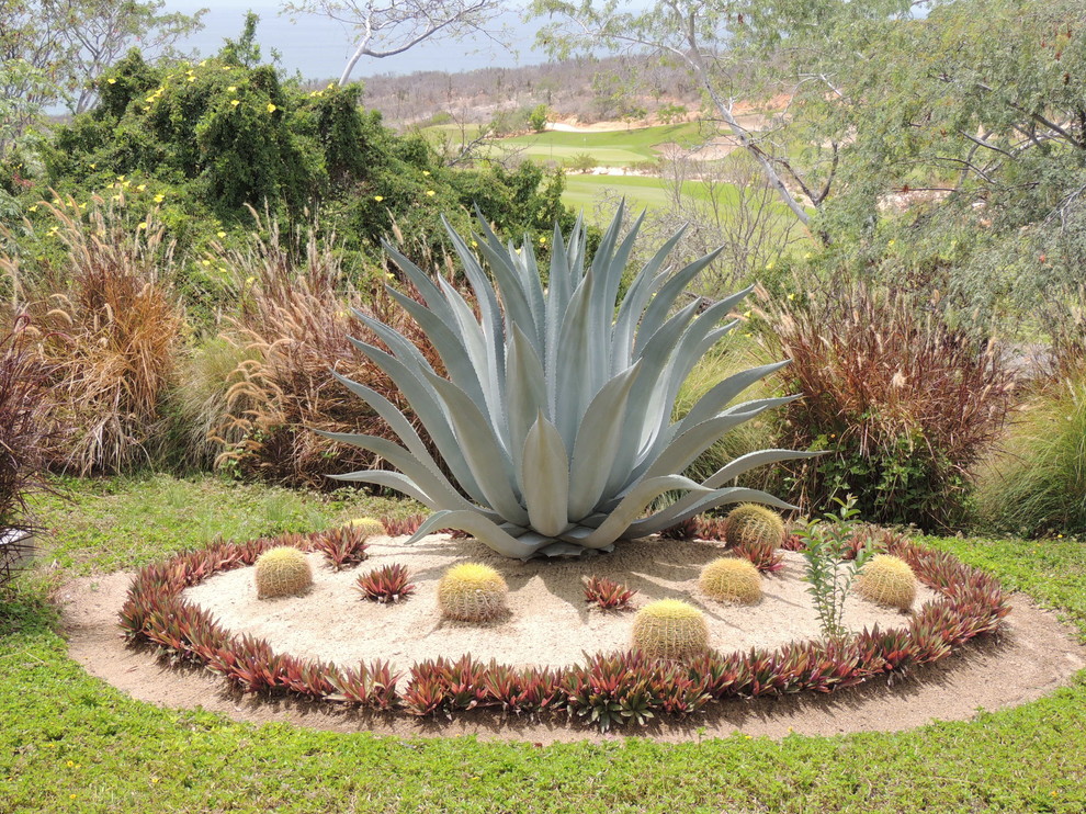 Immagine di un giardino xeriscape tropicale esposto in pieno sole dietro casa