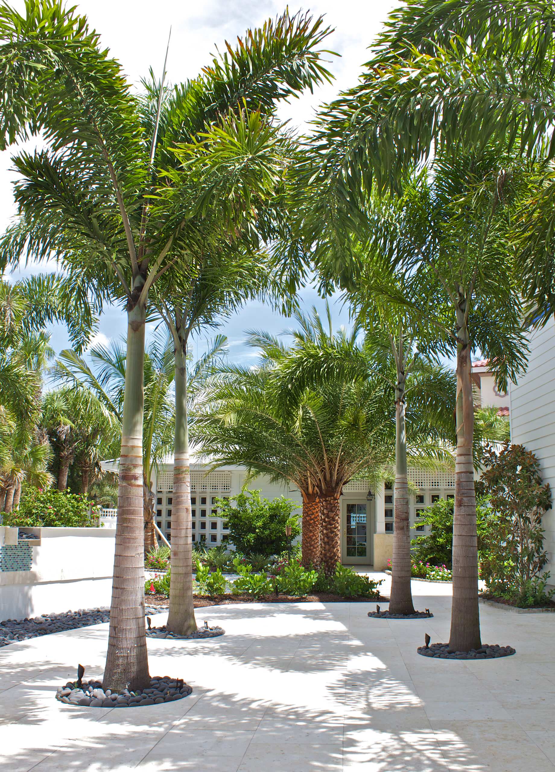 foxtail palm landscape