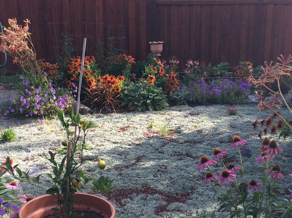 Foto di un piccolo giardino xeriscape mediterraneo esposto in pieno sole dietro casa con pacciame