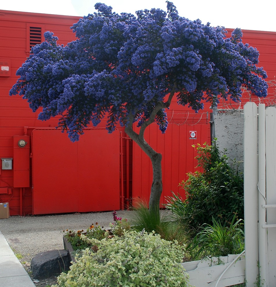 Inspiration for a landscaping in San Francisco.