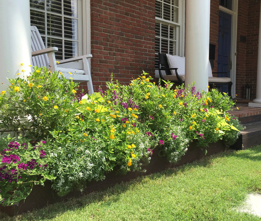 This is an example of a classic front full sun garden in Dallas with a potted garden.