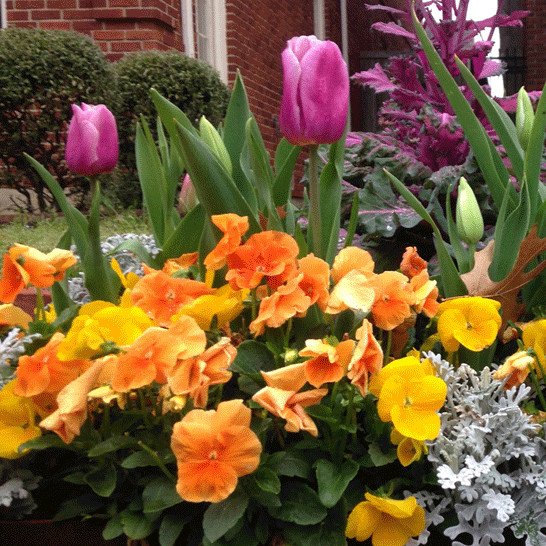 Esempio di un giardino classico esposto in pieno sole davanti casa in primavera con un giardino in vaso