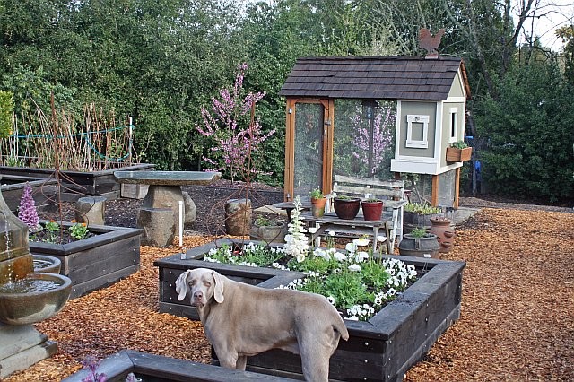 Chicken Coop, Woodside, CA - Traditional - Garden - San Francisco - by  BLUEWAGON LANDSCAPE & DESIGN INC | Houzz IE