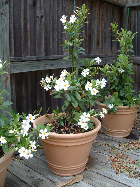 Great Design Plant Chilean Jasmine