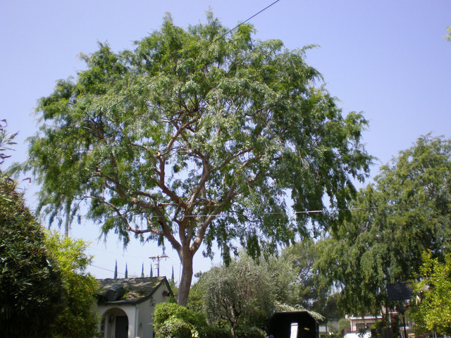 Chinese Elm Tree Trimming - Garden - Los Angeles - by BOTTOMS UP 