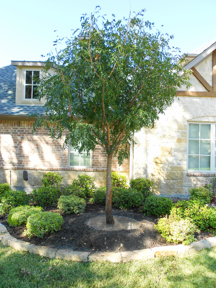 Chinese Pistachio Jardin Dallas par Treeland Nursery Houzz