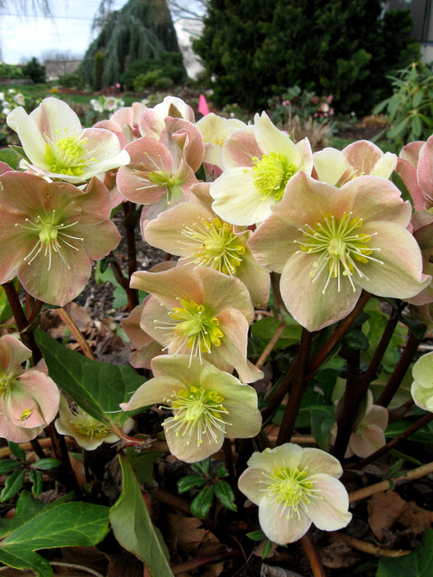 Cinnamon Snow Hellebore - Garten - Seattle - von Skagit Gardens