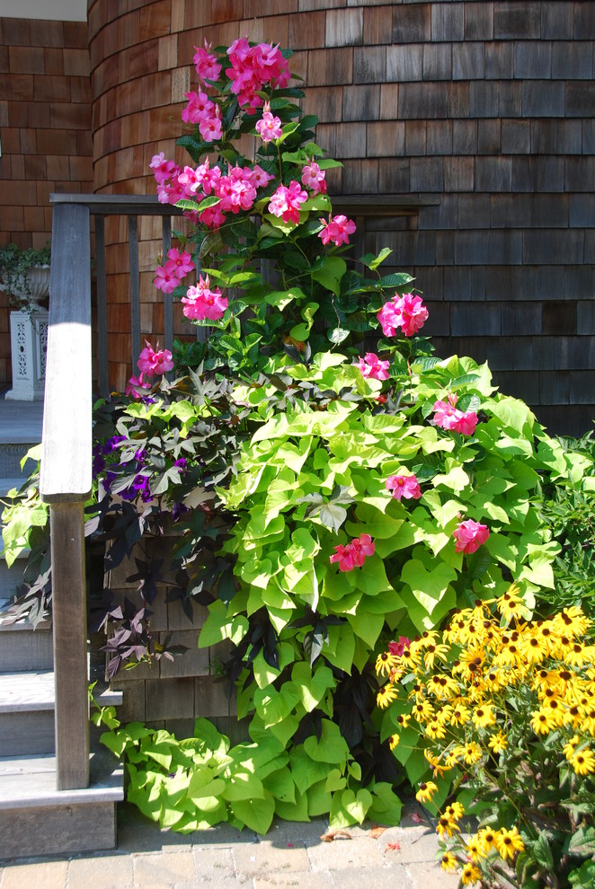 Ispirazione per un giardino stile marino esposto in pieno sole in estate con un giardino in vaso