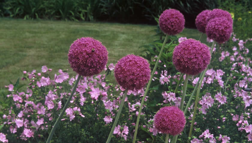 Inspiration for a traditional landscaping in DC Metro.