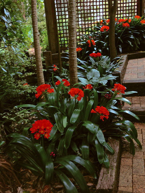 Clivia grandiflora - Asiático - Jardín - Auckland - de LANZSCAPES