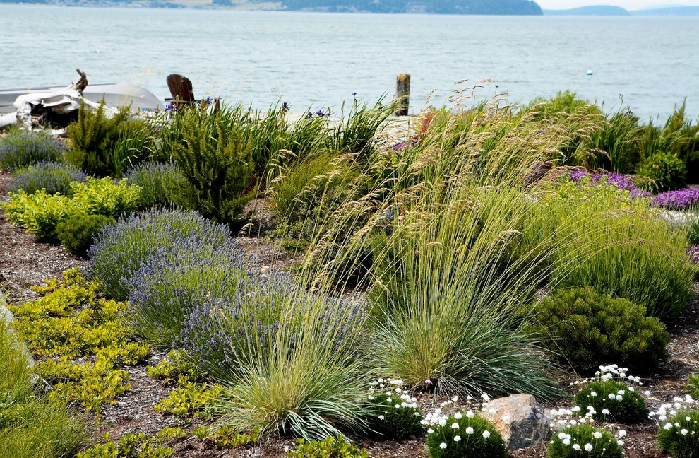Design ideas for a medium sized modern front xeriscape full sun garden for summer in Seattle with a pathway and gravel.