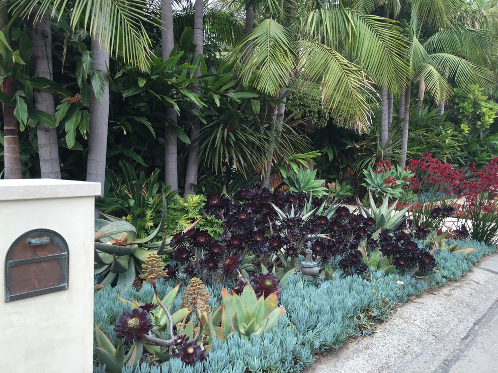 Foto di un giardino xeriscape tropicale esposto in pieno sole di medie dimensioni e davanti casa con ghiaia