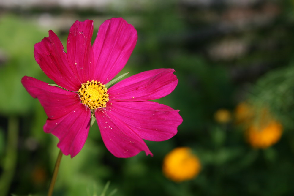 Coastal Maine Haven Traditional Landscape Portland Maine by