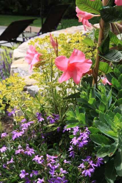 Cette photo montre un jardin en pots arrière moderne l'été avec une exposition partiellement ombragée.
