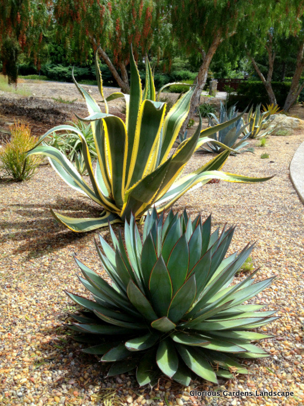Esempio di un giardino xeriscape esposto in pieno sole di medie dimensioni e davanti casa