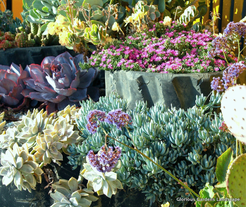 Idee per un piccolo giardino boho chic esposto in pieno sole davanti casa con un giardino in vaso