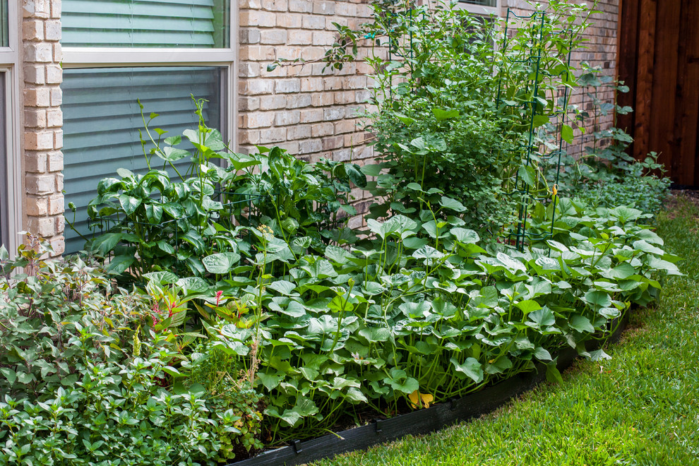 Geometrischer, Mittelgroßer Eklektischer Gemüsegarten neben dem Haus mit direkter Sonneneinstrahlung und Mulch in Dallas