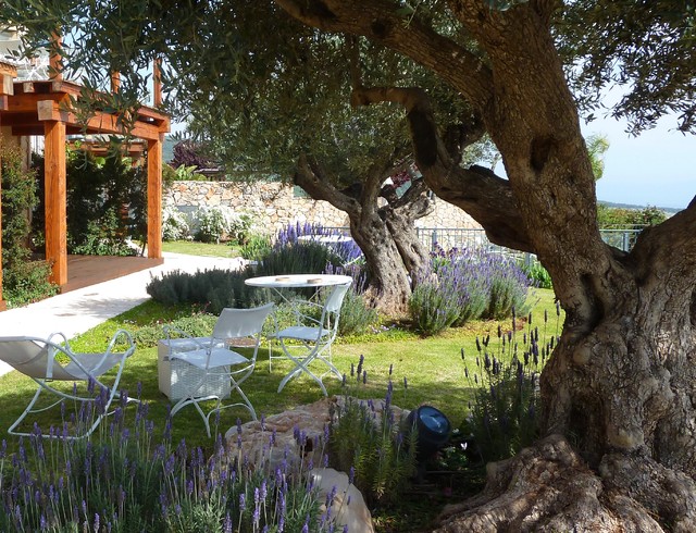 combination of different lavender varieties gardening sections around olive  tree - Mediterranean - Landscape - Tel Aviv - by GARDENIA-Sharly & Tanya  Illuz | Houzz