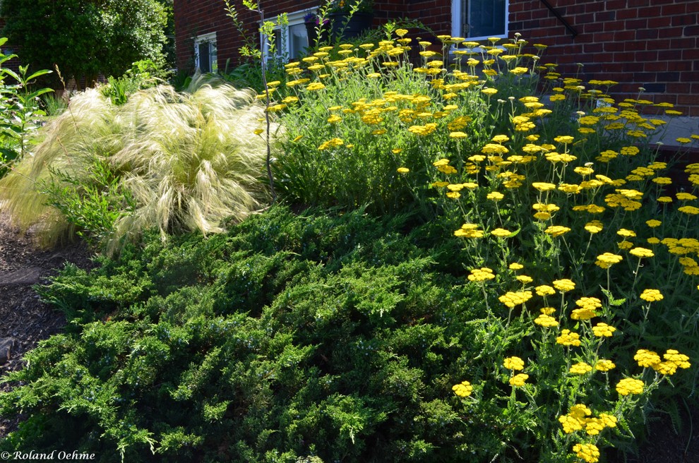 На фото: солнечный, летний засухоустойчивый сад среднего размера на переднем дворе в современном стиле с садовой дорожкой или калиткой и хорошей освещенностью