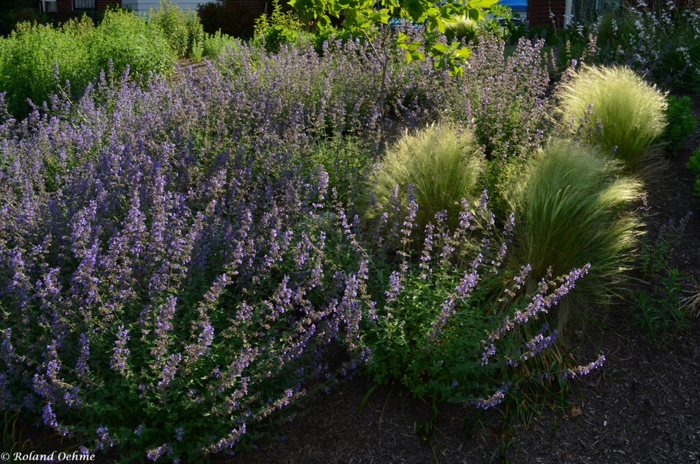 Foto di un giardino xeriscape contemporaneo esposto in pieno sole di medie dimensioni e davanti casa in primavera