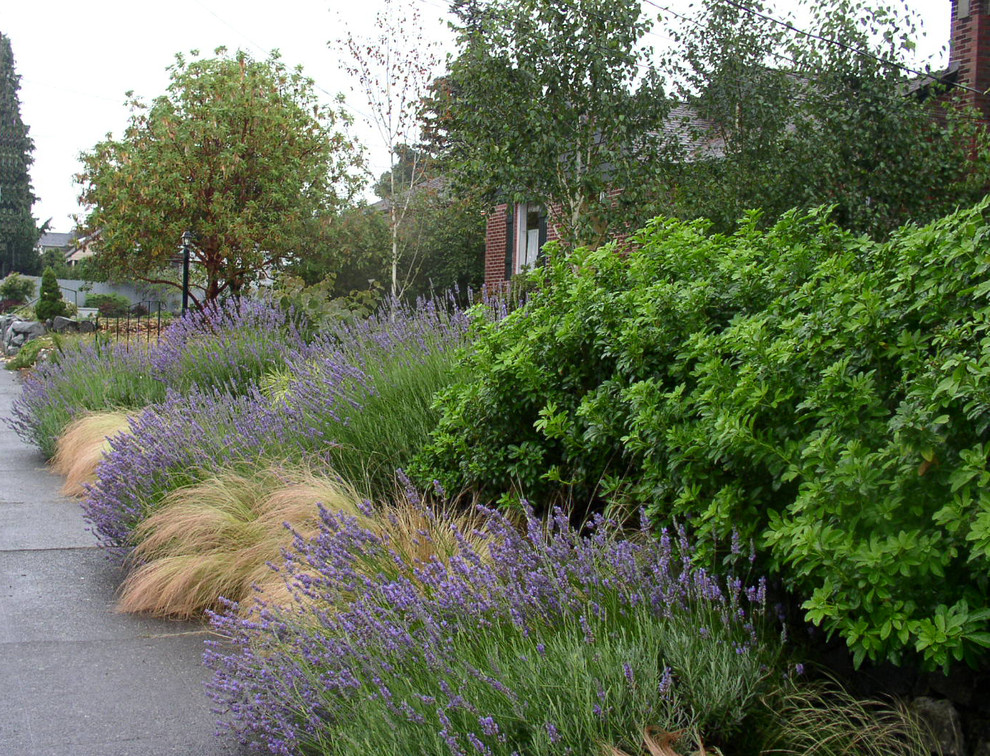 シアトルにある中くらいなコンテンポラリースタイルのおしゃれな前庭 (庭への小道、半日向) の写真