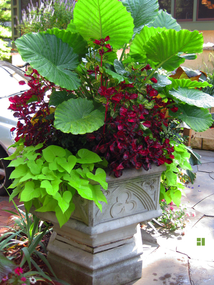 Idee per un piccolo giardino formale tradizionale esposto in pieno sole nel cortile laterale in primavera con un giardino in vaso
